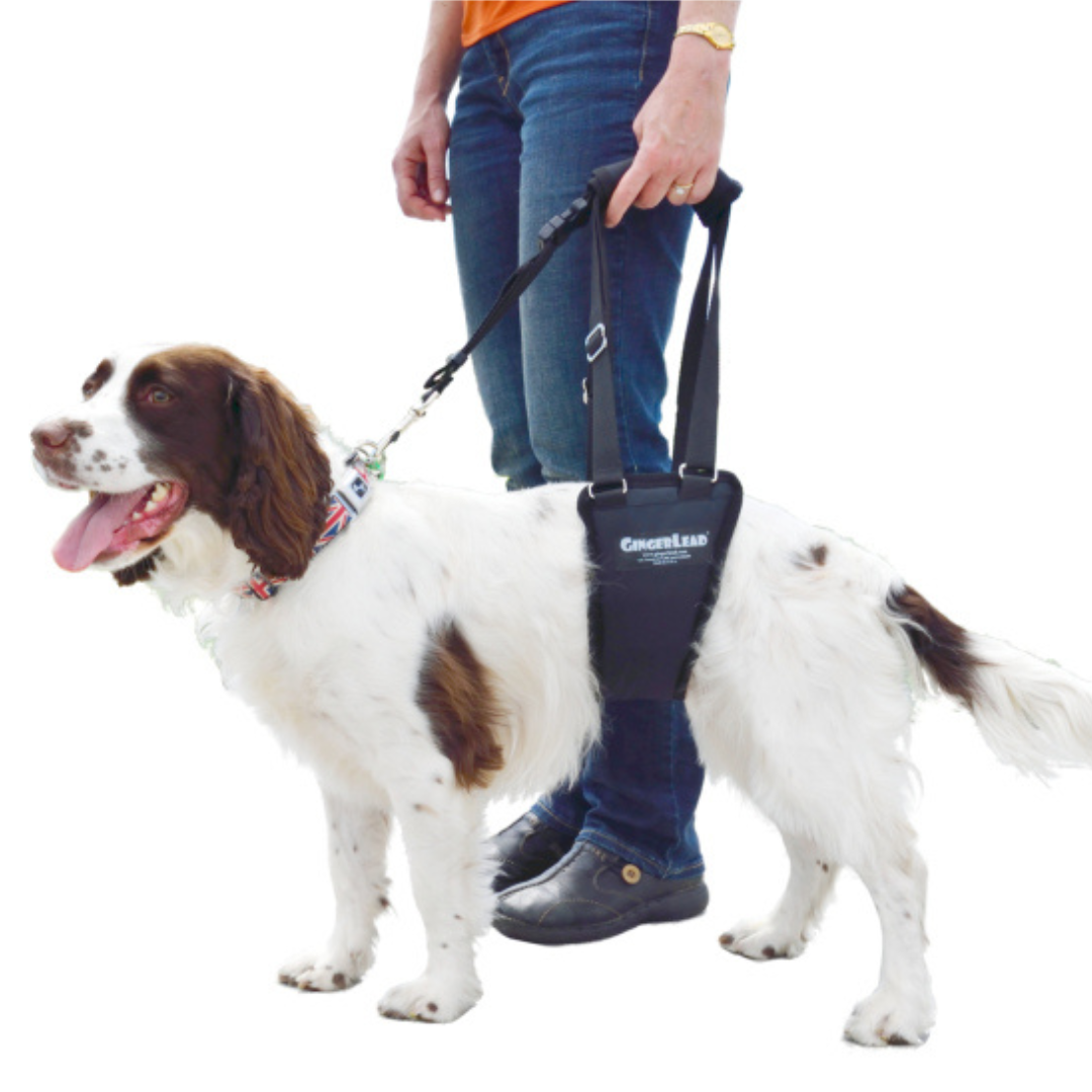 Gingerlead dog hot sale harness