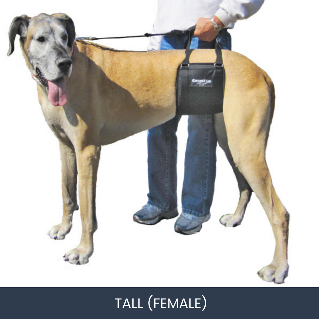 Gingerlead harness sales