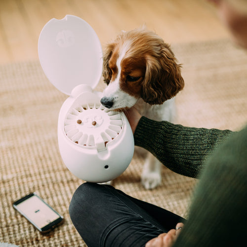 Go Dogo - Mental Stimulation Game for Dogs